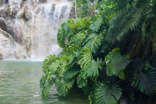 Artifical waterfall in the Jardin Botanique de Deshaies, Guadeloupe island