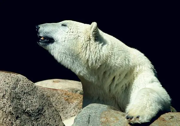 Polar - Ice bear