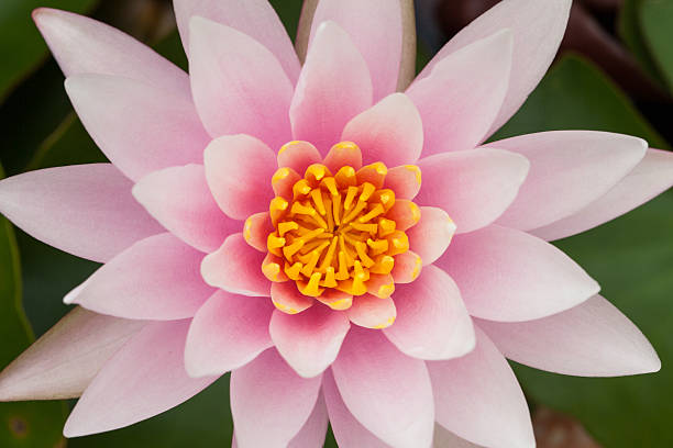 istock pink lotus flower 504287747