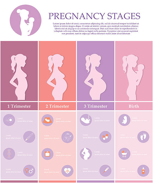 10+ First Trimester Of Pregnancy Stock Illustrations, Royalty-Free Vector  Graphics & Clip Art - iStock