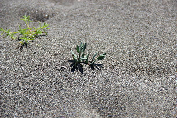 istock Little Blooming Plant on the Beach 504289049