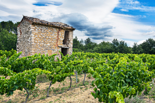Old ruined house surrounded by vineyards at Provence- France.