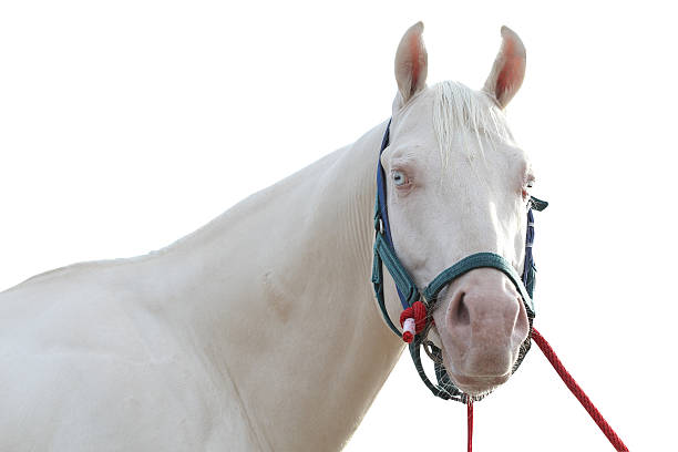 istock close up of white horse isolate on white 504289669