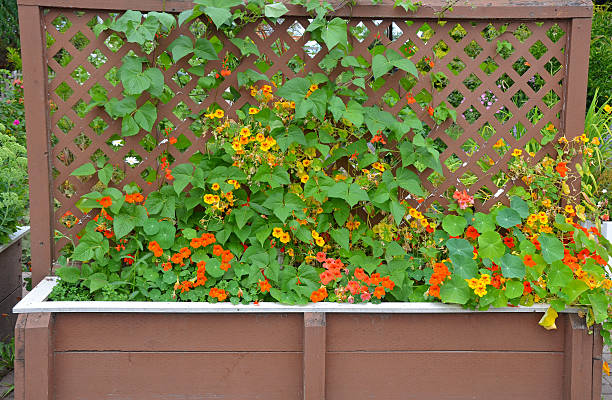 istock Nasturtiums growing on trellis 504290461