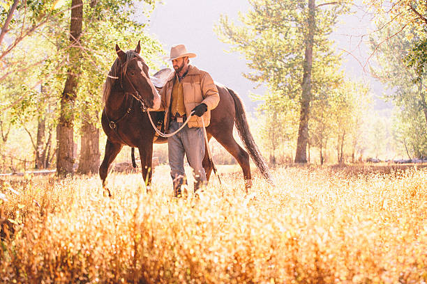 Man walks and guides horse through beautiful sunlit field stock photo