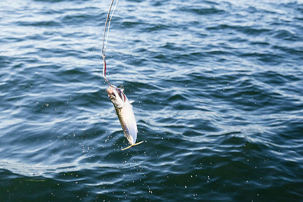 istock Fishing mackerel in the sea 504291013
