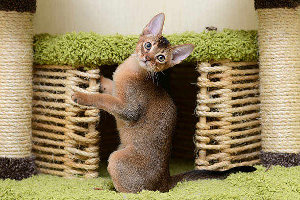 istock Portrait of a cute abyssinian kitten 504291625