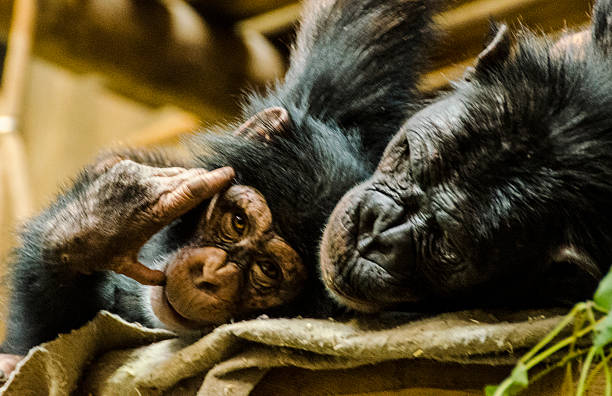 istock Mother and her Baby Monkey 504292251