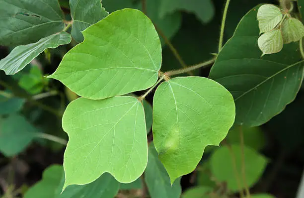 Photo of Kudzu