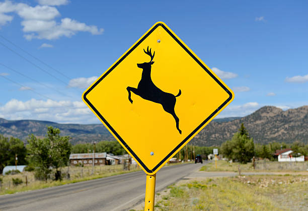 istock Deer crossing warning sign on road 504292379