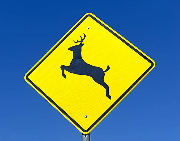 istock Deer crossing warning sign on road 504292387