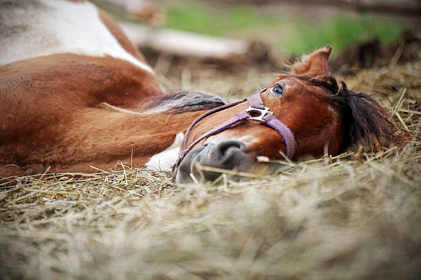 Horse resting in the hay on the farm