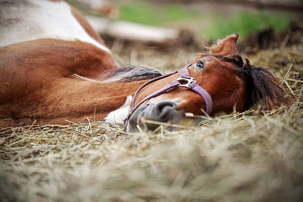 Horse resting in the hay stock photo
