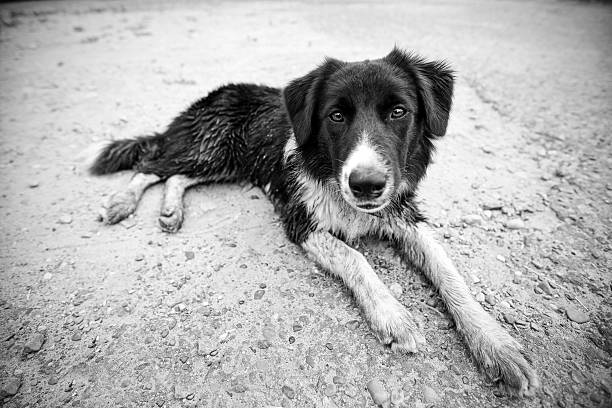 Border Collie after bathing stock photo