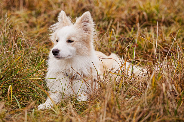Boder Collie walking in a field stock photo