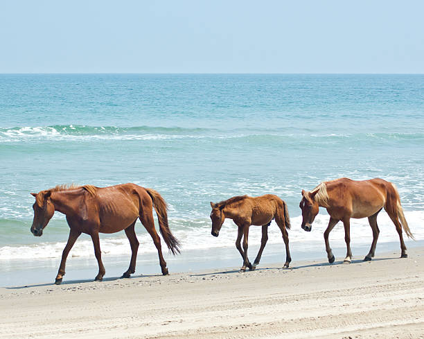 Horses on Beach Horses on Beach assateague island national seashore photos stock pictures, royalty-free photos & images