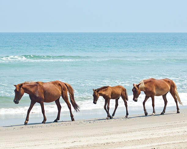 лошади на пляже - horse animals in the wild water beach стоковые фото и изображения