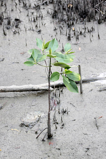 istock Propagated for mangrove trees. 504293429