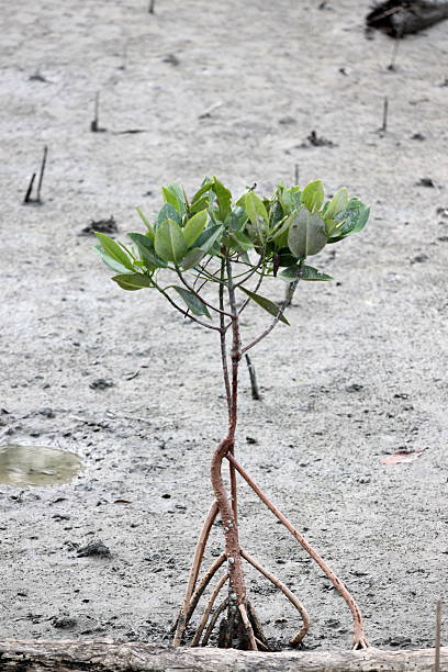 istock Propagated for mangrove trees. 504293447