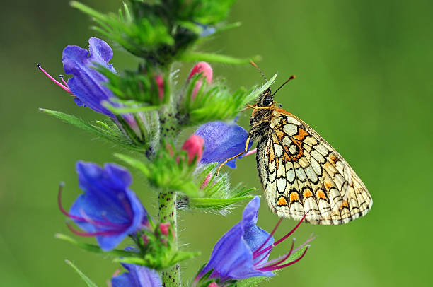 istock Butterfly on a blue flower 504299966