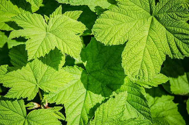 Young green leaves of a raspberry, background