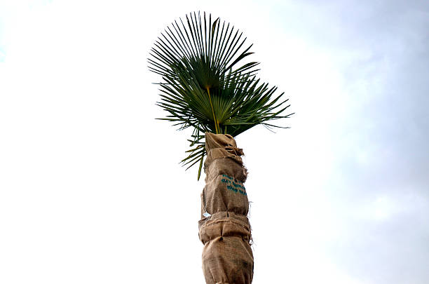Picture of a protection of a palm tree during winter on a beach of Lake Ohrid, Macedonia
