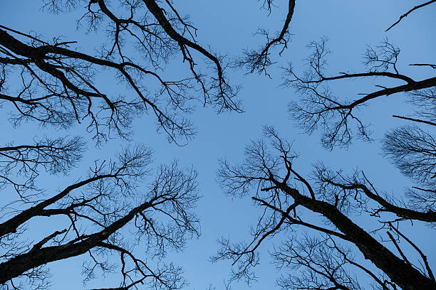 istock Tree silhouettes and sky at sunset 504302304