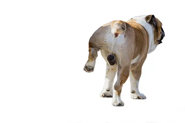 Dog peeing, isolated on white background