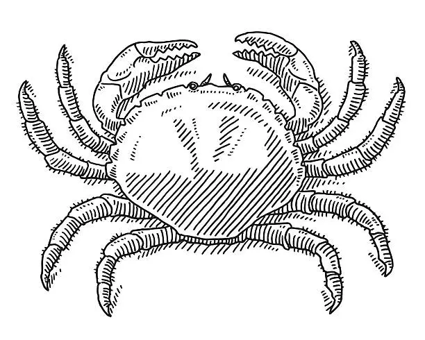 Vector illustration of Great Crab Sea Animal Drawing