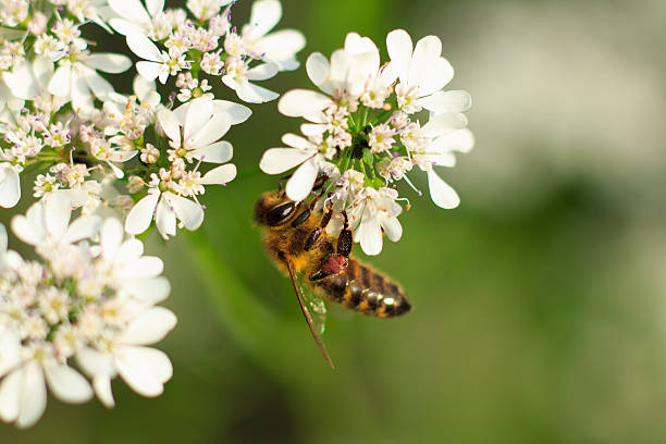 istock Bee on white flower close-up 504302786