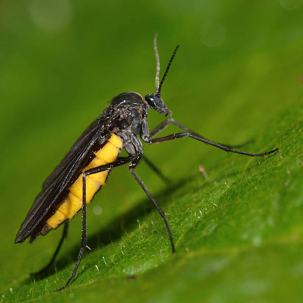 Sciara hemerobioides fly A distinctive fly with a bright yellow abdomen. Flies in the family Sciaridae are known as dark-winged fungus gnats sciaridae stock pictures, royalty-free photos & images