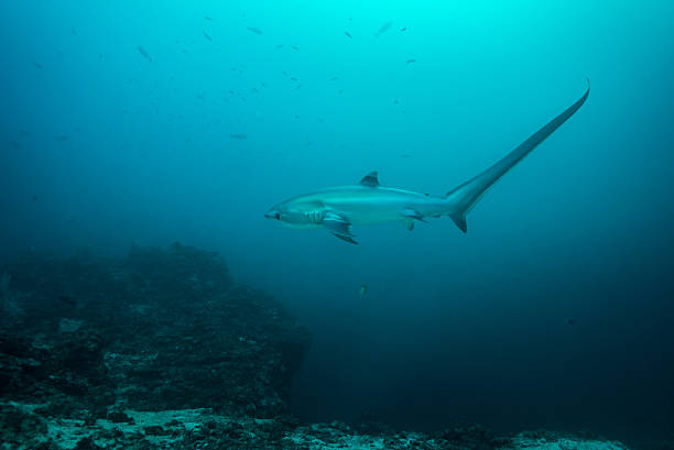 thresher 상어 프로필에, 표시중 매우 롱 테일 - visayan islands 뉴스 사진 이미지