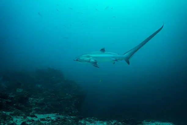 Photo of Thresher shark in profile, showing extremely long tail