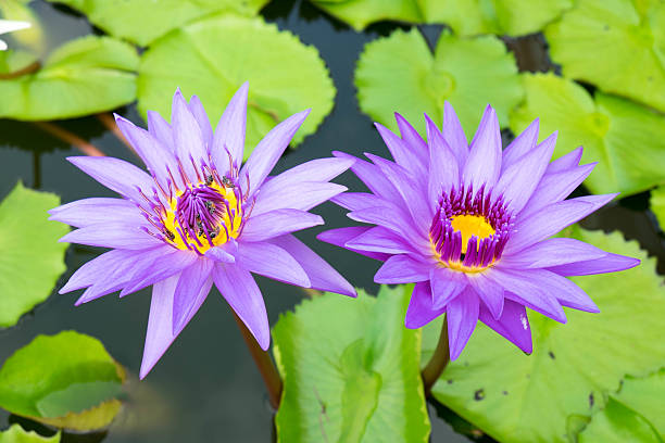 istock Two violet Lotus in Thailand 504304670
