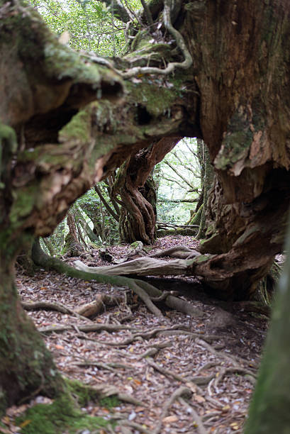 istock Tree tunnel World Natural Heritage Yakushima 504306620