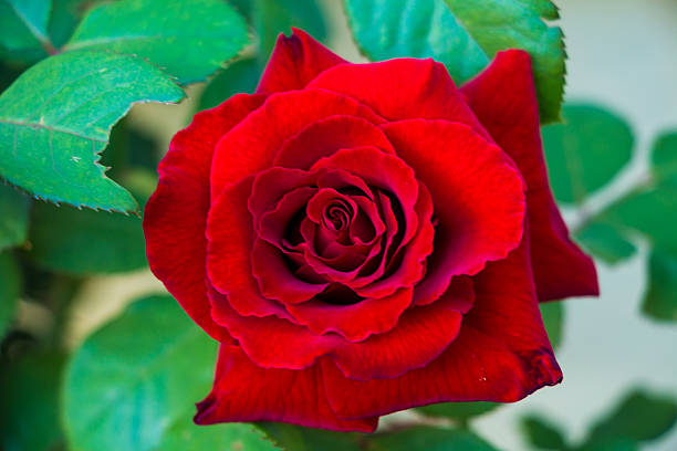 rosa roja - velvet rose flower thorn fotografías e imágenes de stock