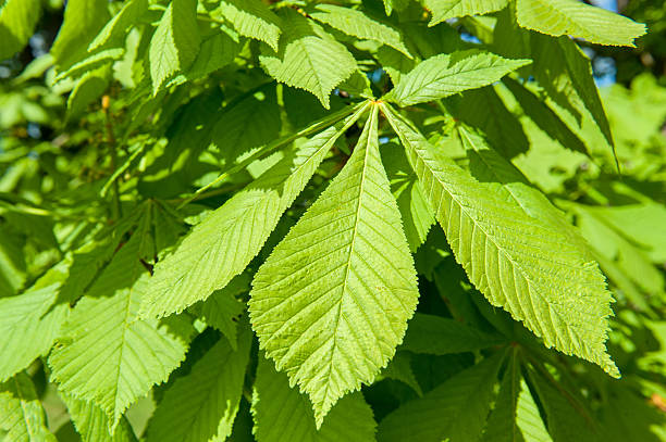 istock horse chestnut leaves 504307744