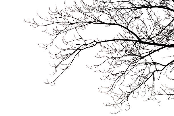 Leafless branches Silhouette of leafless branches isolated on white. bare tree photos stock pictures, royalty-free photos & images