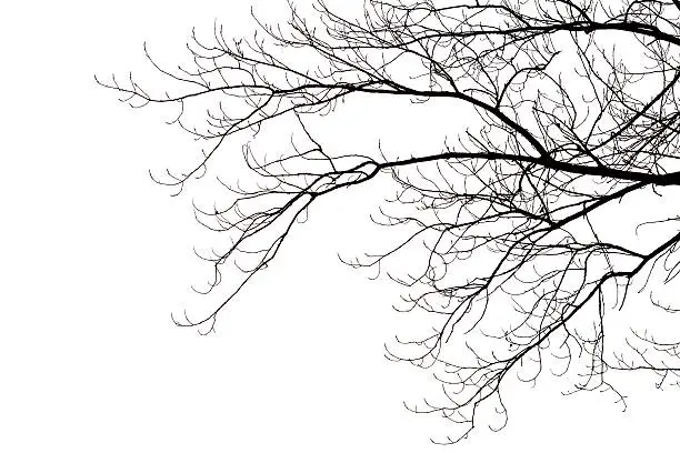 Photo of Leafless branches