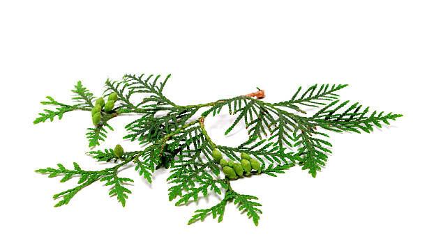 istock Green twig of thuja with cones on white 504309432