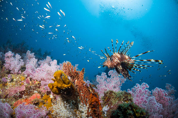 Lion fish swimmimg among soft corals. The lionfish (also known as the turkeyfish, tigerfish, dragonfish, scorpionfish, and butterfly cod) is a poisonous spiky fish. scorpionfish photos stock pictures, royalty-free photos & images