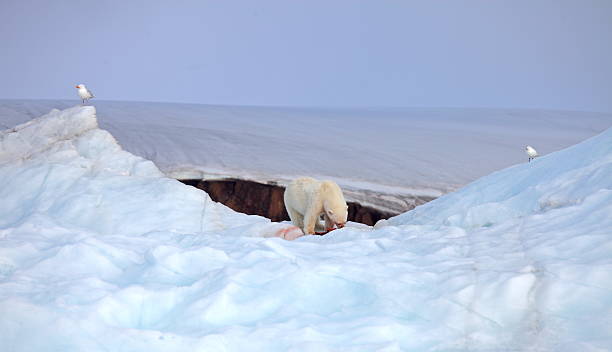 istock Polar bear on iceberg with its prey 504310022