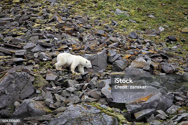 Polar Bear In Summer Arctic Stock Photo - Download Image Now - Animal, Animal Body Part, Animal Hair