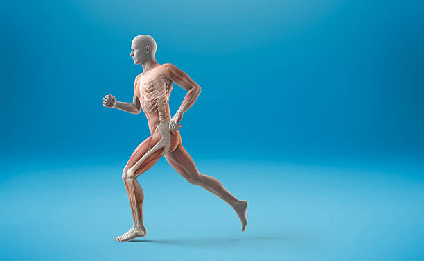 Running muscle anatomy man Man running. Visible muscles and skeleton 3d human muscle stock pictures, royalty-free photos & images