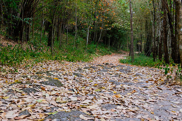 Path As A Roda 30+ Pathroad Stock Photos, Pictures & Royalty-Free Images - iStock