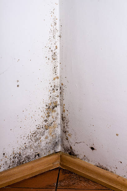 istock Black mold in the corner of room wall 504311978