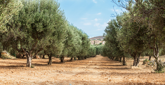 Olive trees garden. Long row of trees on the sky background.