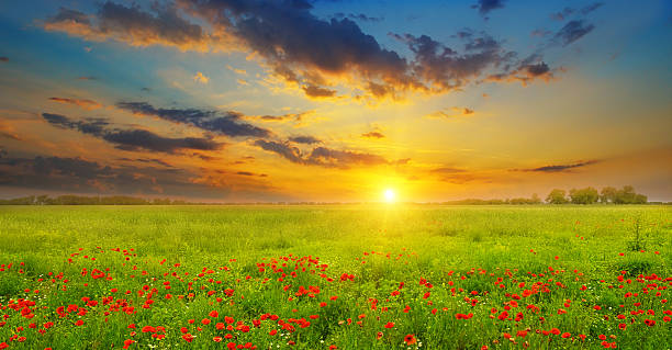 istock Field with poppies and sunrise 504312106