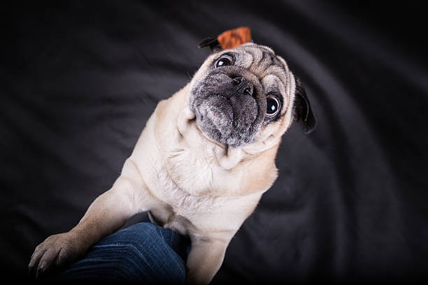 istock Pug is trying catch falling food 504312280