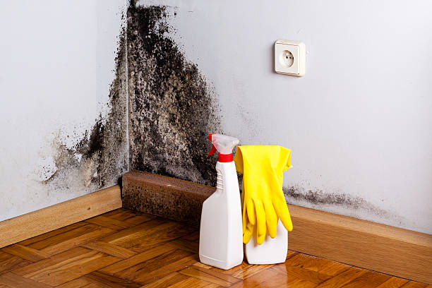 istock Black mold in the corner of room wall 504312298